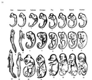 Haeckel_embryos