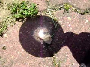 glassmaginfier