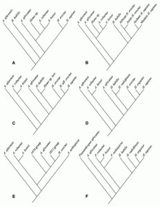 cladogram