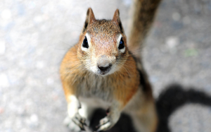 squirrel
