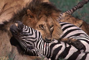 killer-lion-350x240